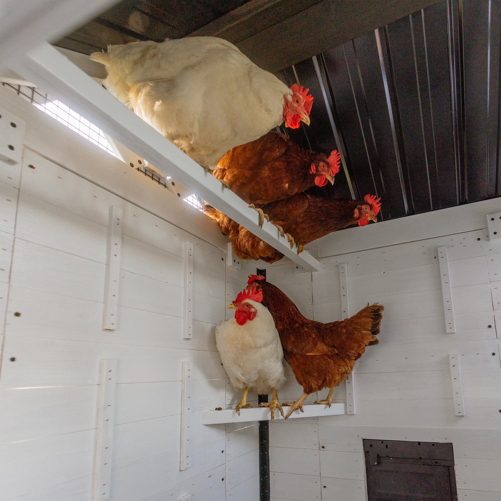 Sweetwater Chicken Coop — manufacturer photo 8