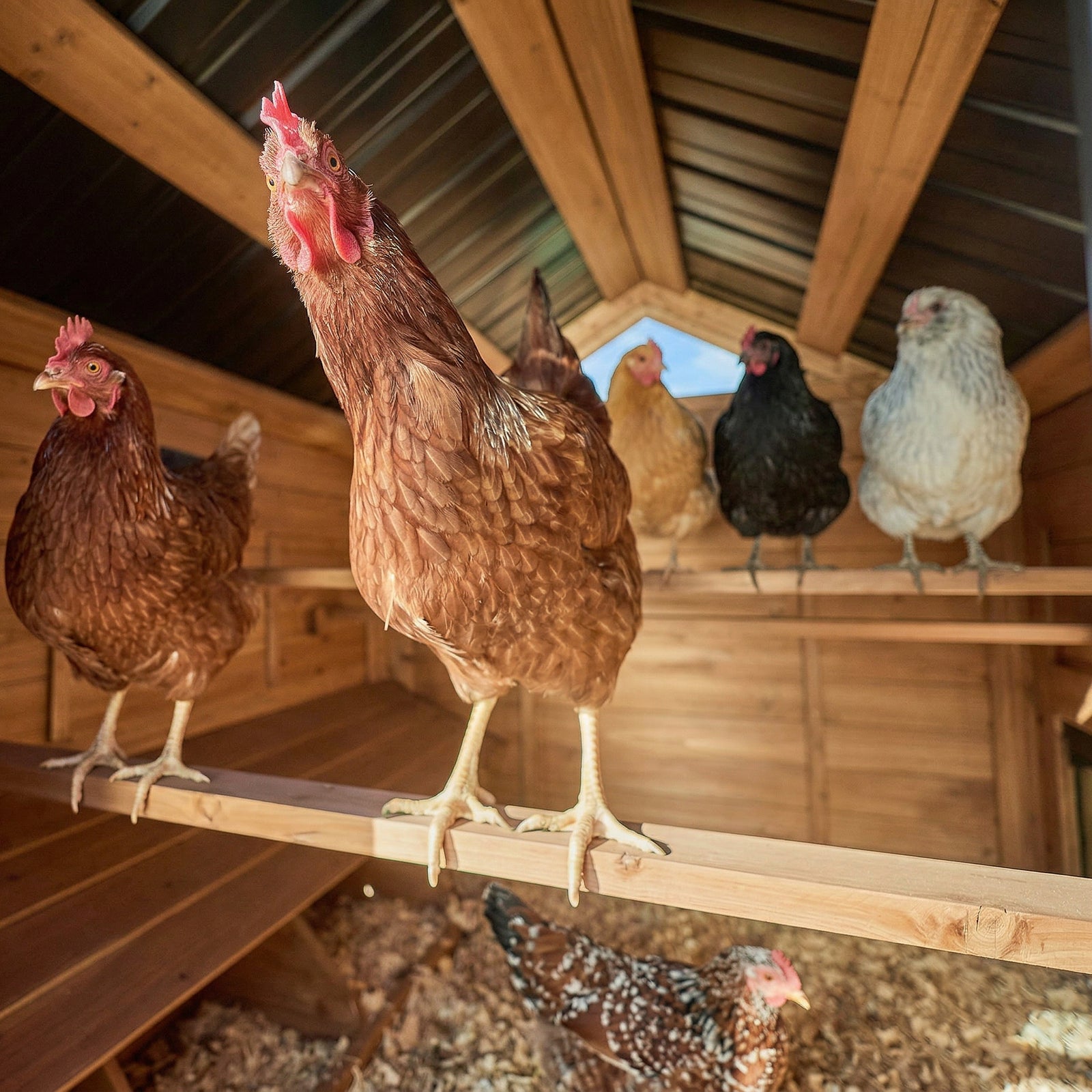 Rustic Roots Chicken Coop — manufacturer photo 12